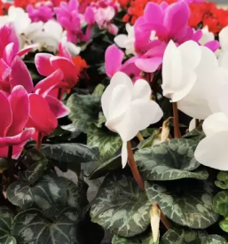 Vrtnarstvo osrednja slovenija