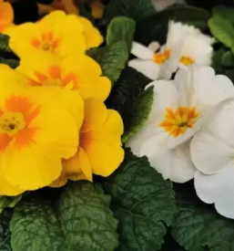 Vrtnarstvo osrednja slovenija