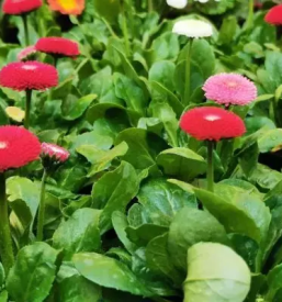 Vrtnarstvo osrednja slovenija