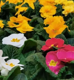 Vrtnarstvo osrednja slovenija