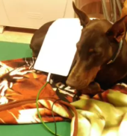 Alternativno zdravljenje malih zivali ljubljana