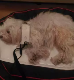 Alternativno zdravljenje malih zivali ljubljana