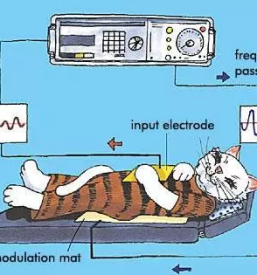 Terapija alergij za male zivali
