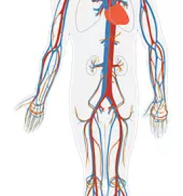 Žilna kirurgija Dolenjska