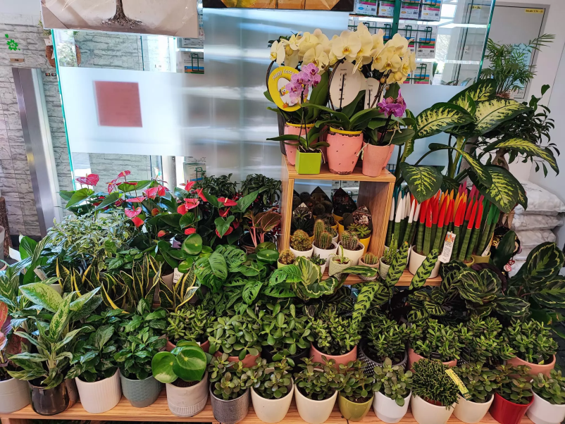 Cvetličarna v Lukovici