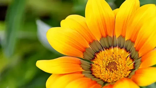 Hortikulturni marketing