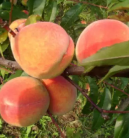 Sadjarstvo in sadna drevesa skofja loka kranj okolica