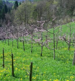 Sadjarstvo in sadna drevesa skofja loka kranj okolica