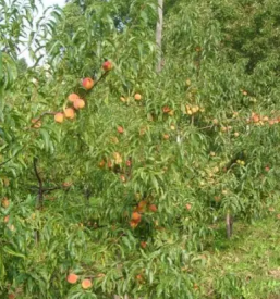 Sadjarstvo in sadna drevesa skofja loka kranj okolica