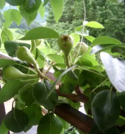 Sadjarstvo in sadna drevesa skofja loka kranj okolica