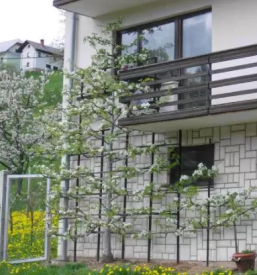 Sadjarstvo in sadna drevesa skofja loka kranj okolica