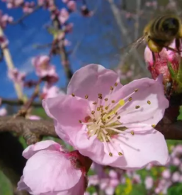 Sadjarstvo in sadna drevesa skofja loka kranj okolica