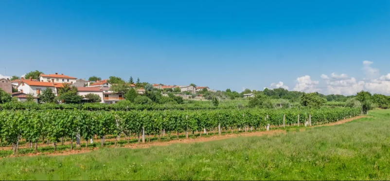 Experience an unforgettable wine tasting of Teran in Kras