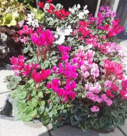 Balkonsko cvetje lukovica