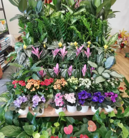 Balkonsko cvetje lukovica