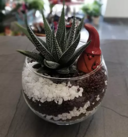 Balkonsko cvetje lukovica