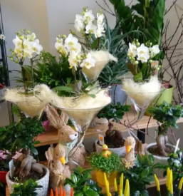 Porocno cvetje lukovica