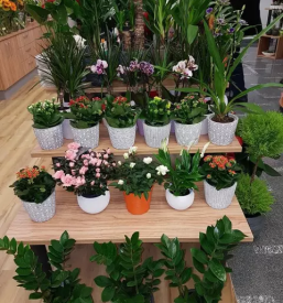 Porocno cvetje lukovica