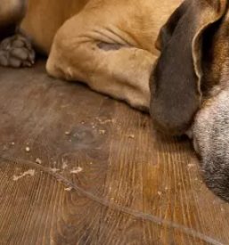 Cepljenje malih zivali maribor okolica