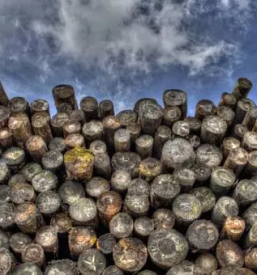 Gozdarska dela primorska