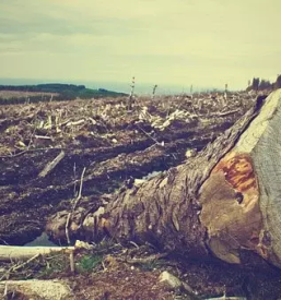 Mulcenje in rezanje storov in kamenja primorska