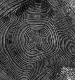 Mulcenje in rezanje storov in kamenja primorska