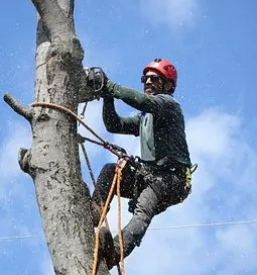 Posek spravilo in prevozi lesa osrednja slovenija primorska