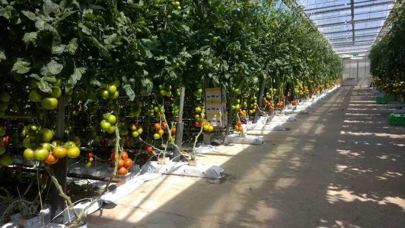 Prodaja domačega paradižnika Slovenija 