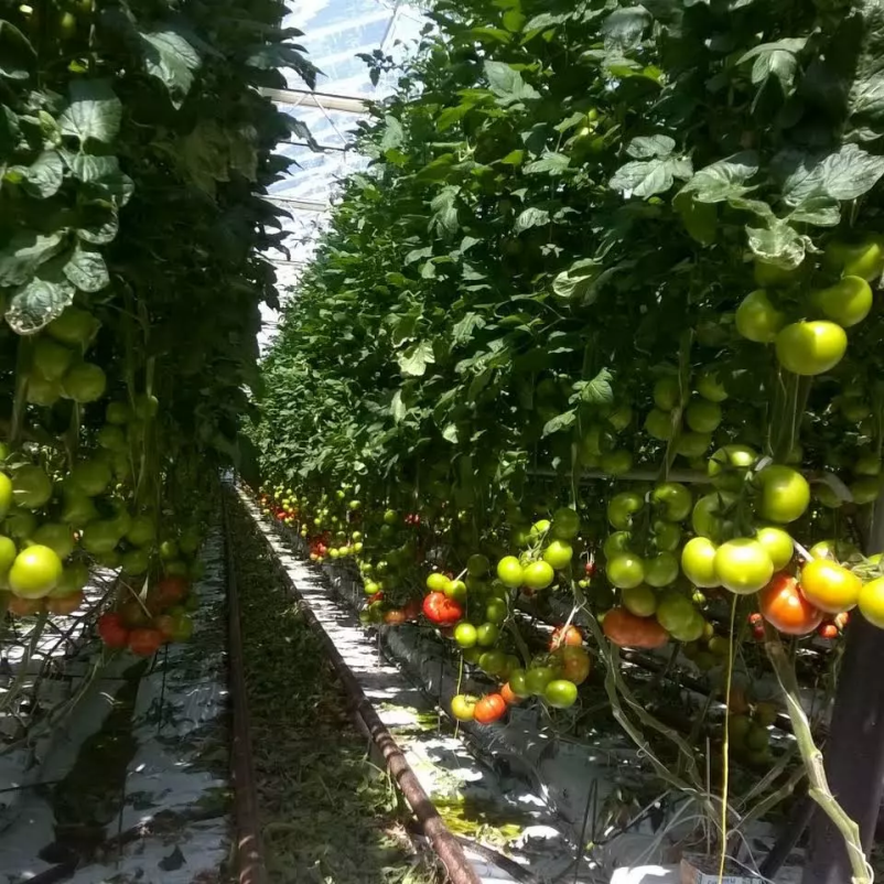 Za informacije glede prodaje domačega slovenskega paradižnika smo vam vedno na voljo