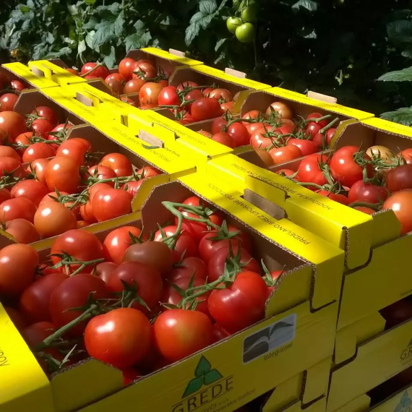 Prodaja domačega slovenskega paradižnika 
