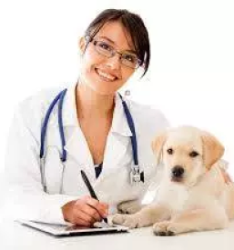 Veterinarska bolnica maribor okolica