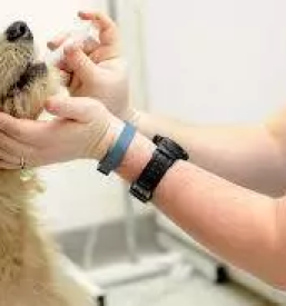 Veterinarska bolnica maribor okolica