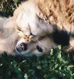 Veterinarska bolnica maribor okolica