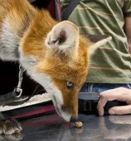 Veterinarska bolnica za male zivali maribor okolica