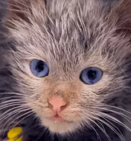 Veterinarska bolnica za male zivali maribor okolica