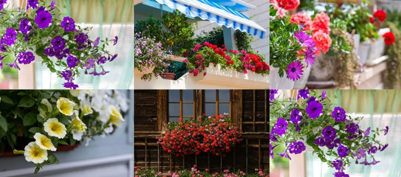 Vrtnarstvo in cvetličarstvo Sežana