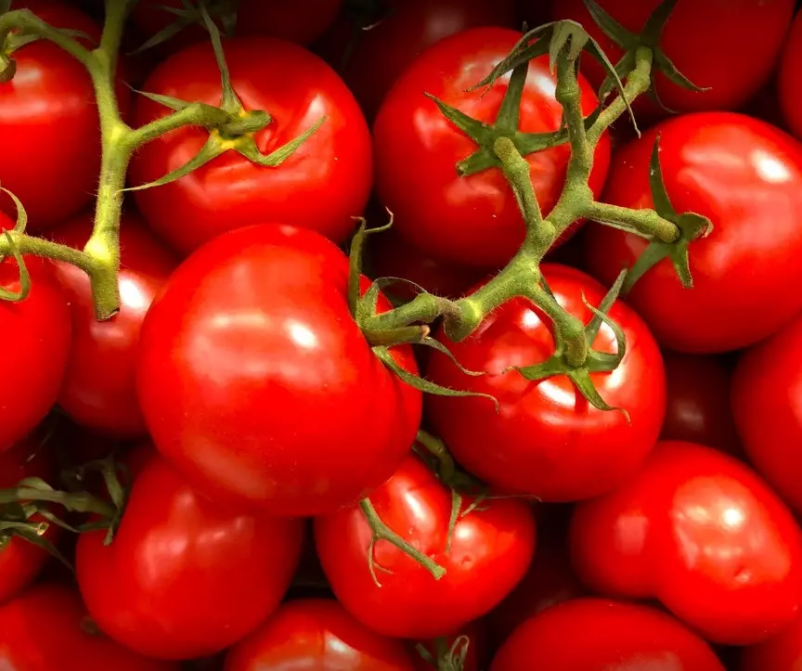 Domač paradižnik Slovenija 