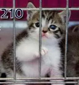 Veterina za male in velike zivali posavje