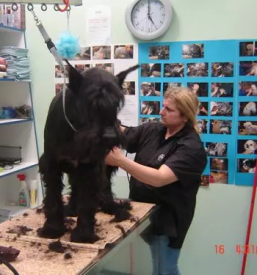 Veterina za male in velike zivali posavje