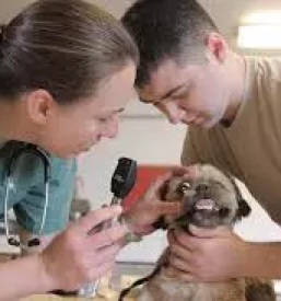 Veterina za male in velike zivali posavje