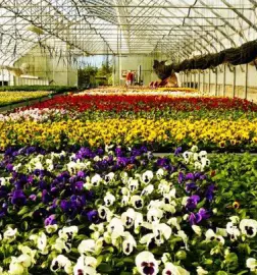 Cvetličarna Sežana