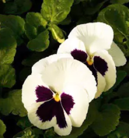 Cvetličarstvo Sežana