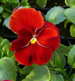 Vrtnarija in cvetličarstvo Sežana