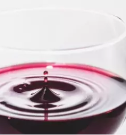 Vinogradnistva stajerska