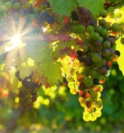 Vinogradnistva stajerska