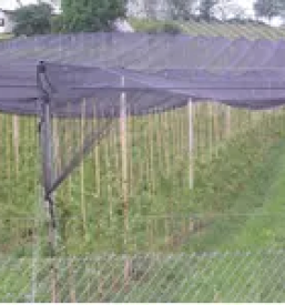 Vrhunska vina stajerska