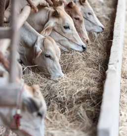 Odkup mleka in živine Posavje