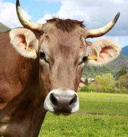 Odkup živine v Posavju