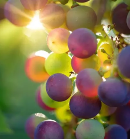 Pridelava vin limbus