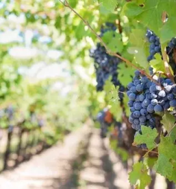 Vinogradnistva stajerska